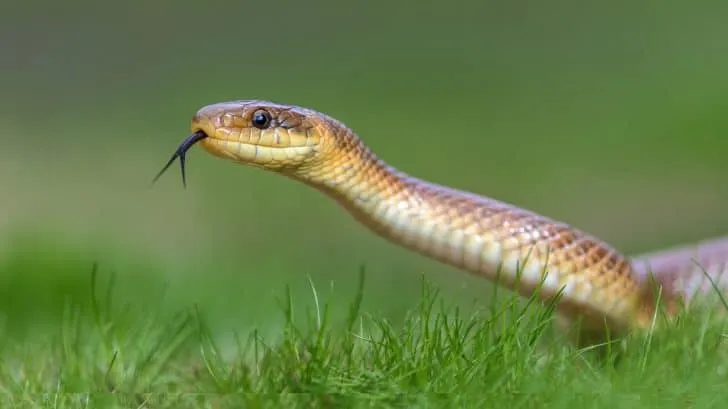 serpent venimeux &mdash; FR news