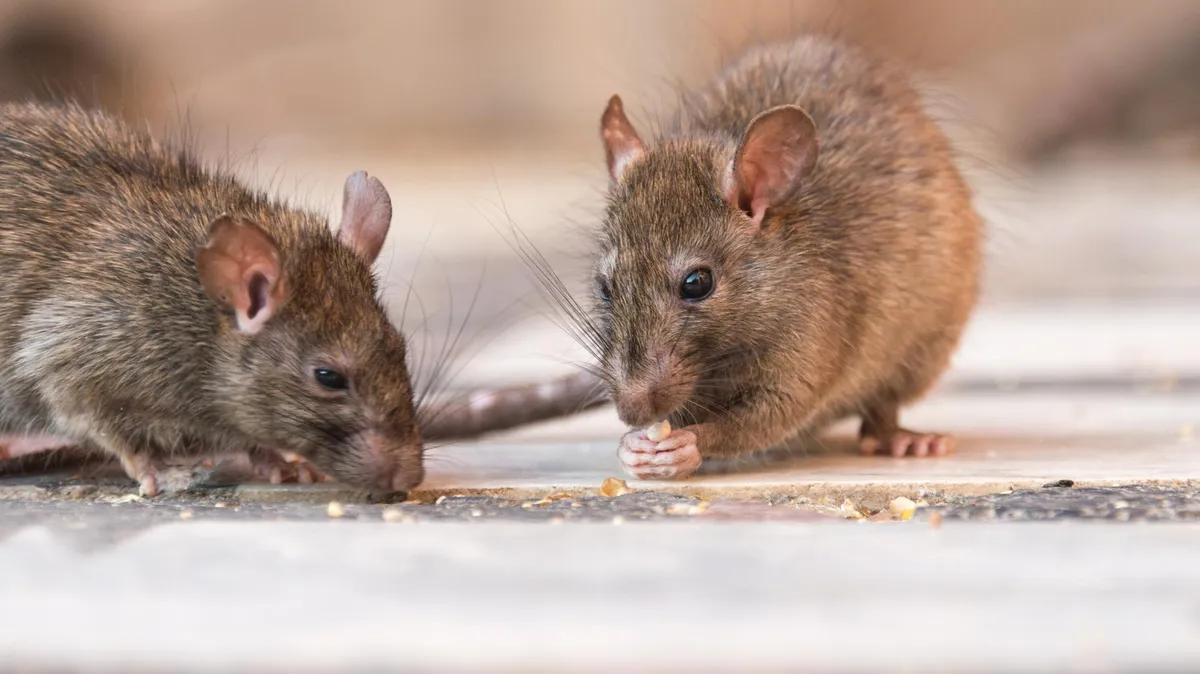 hantavirus &mdash; FR news