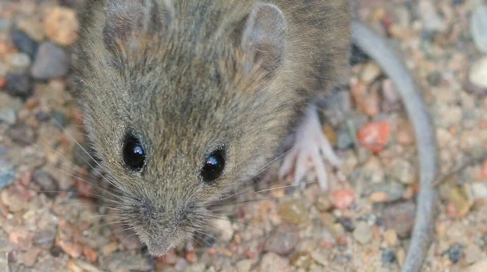 hantavirus &mdash; FR news