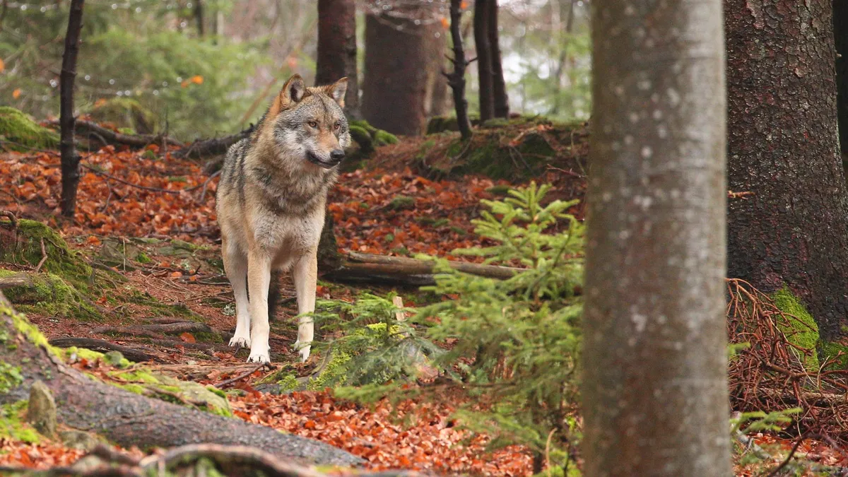 loup &mdash; FR news