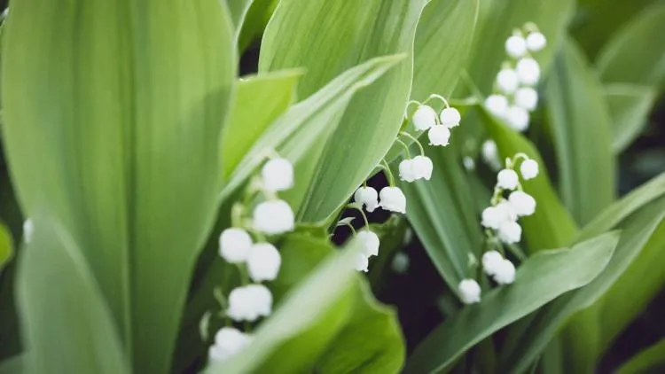 muguet de mai &mdash; FR news