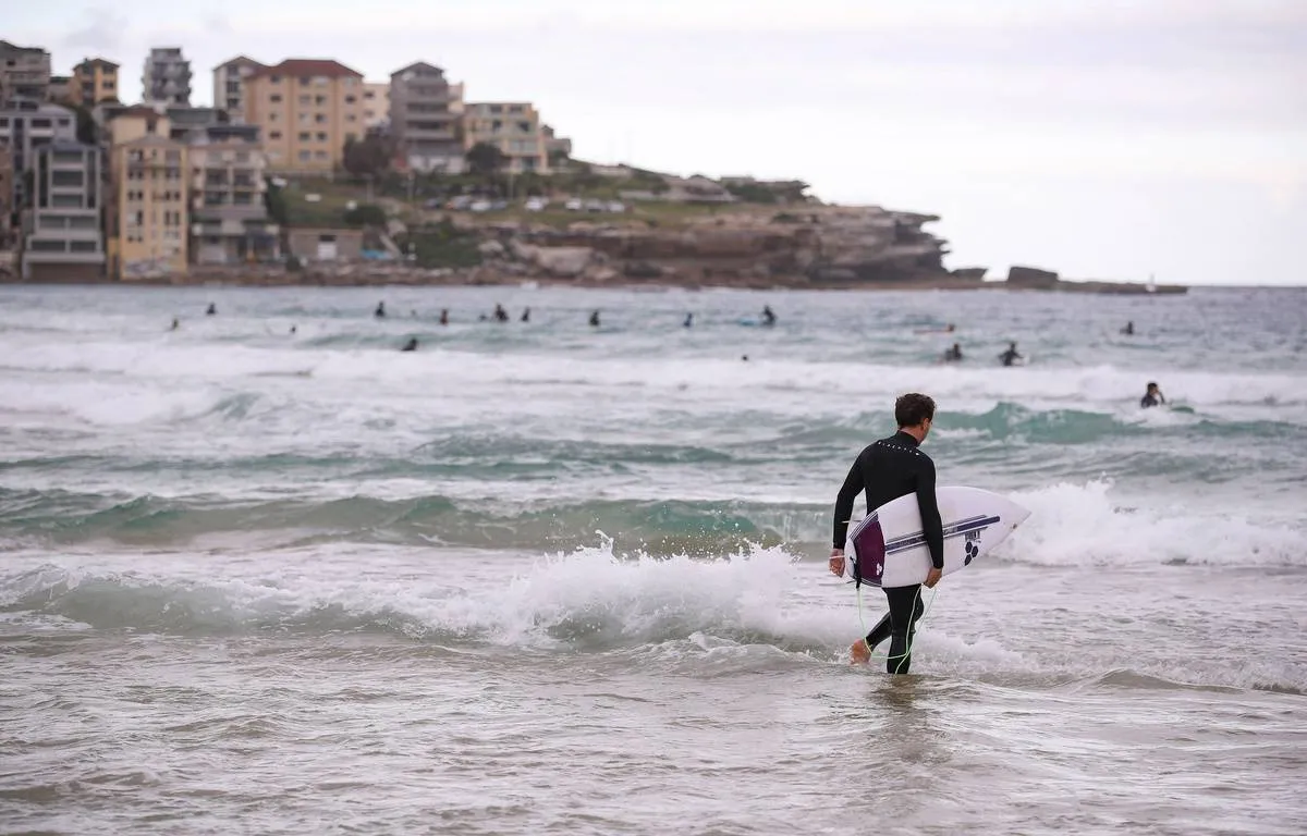 requin surfeur &mdash; FR news