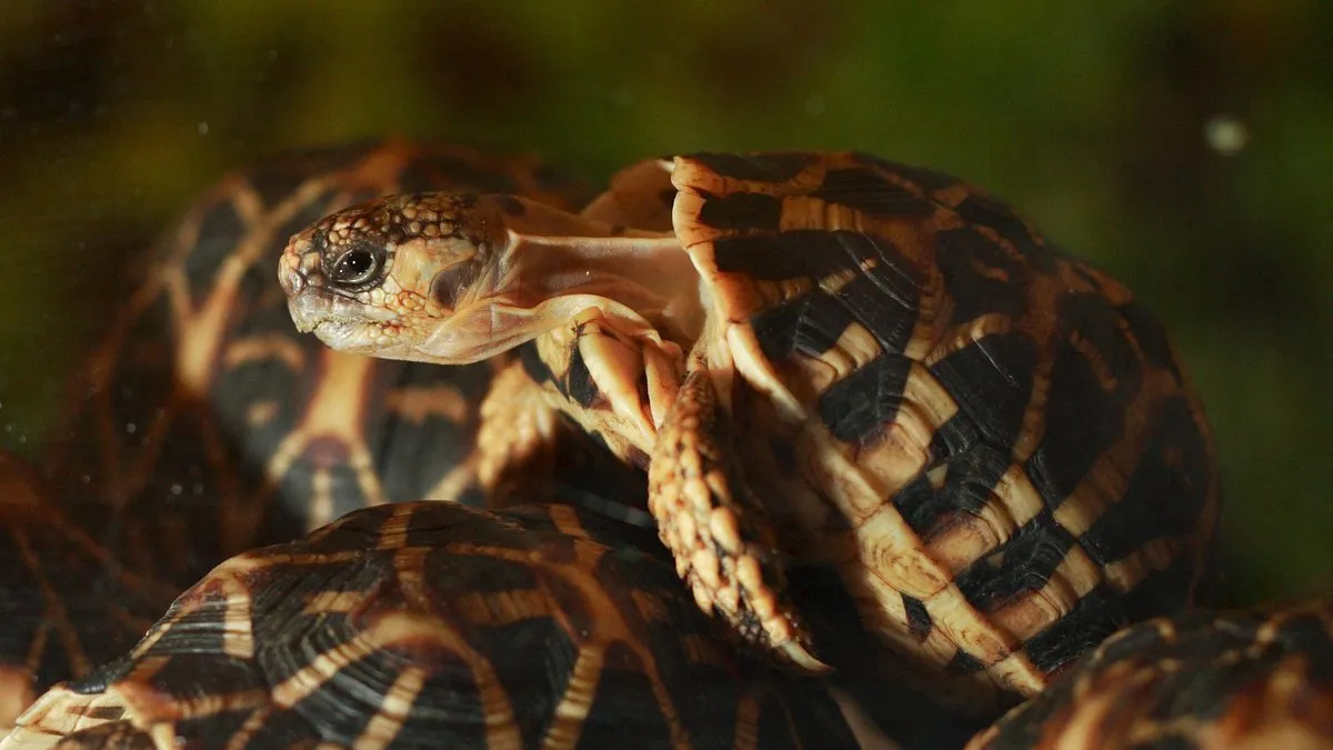 tortues &mdash; FR news